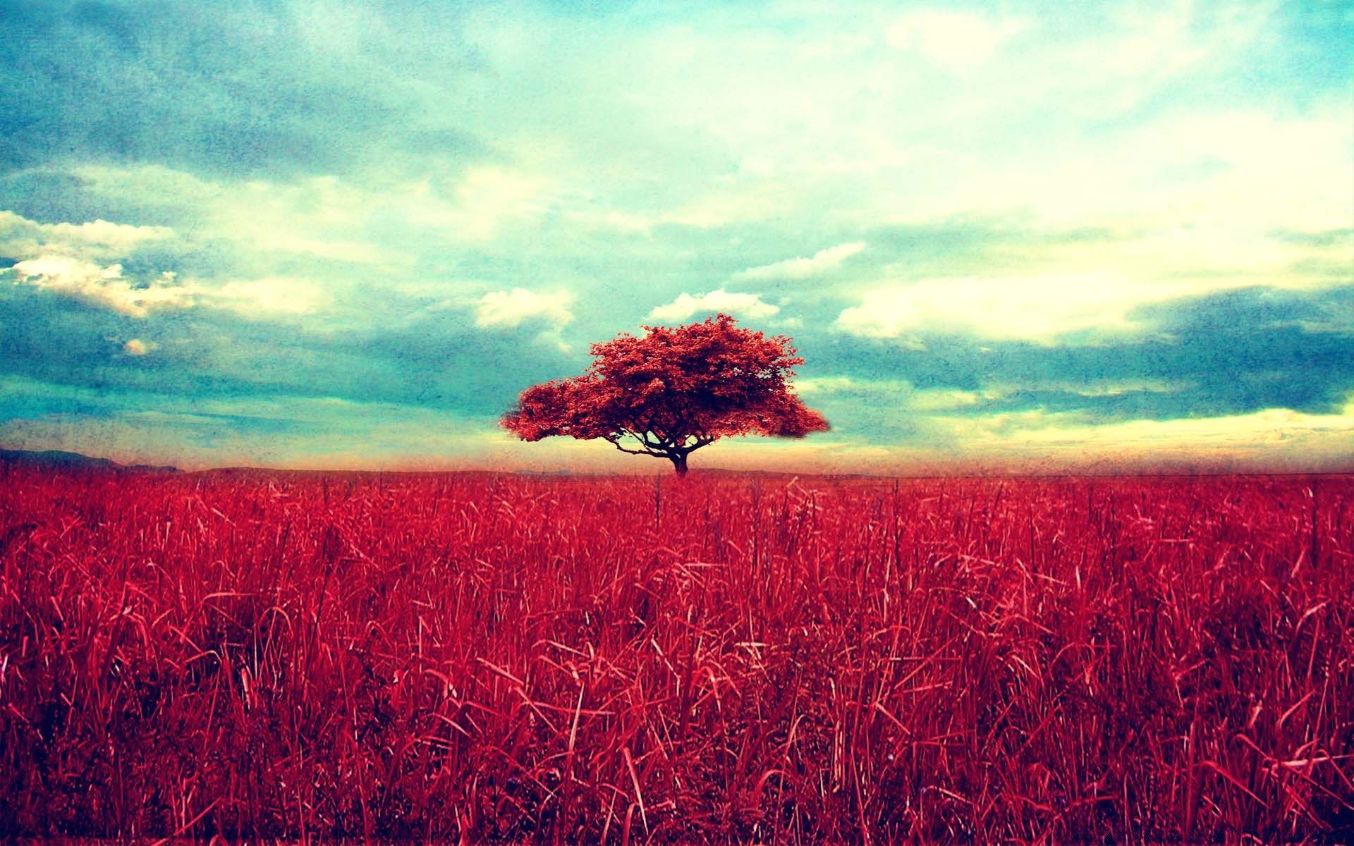 vintage field landscape sky nature agriculture rural farm summer growth sunset pasture outdoors bright sun season dawn cropland cereal desktop