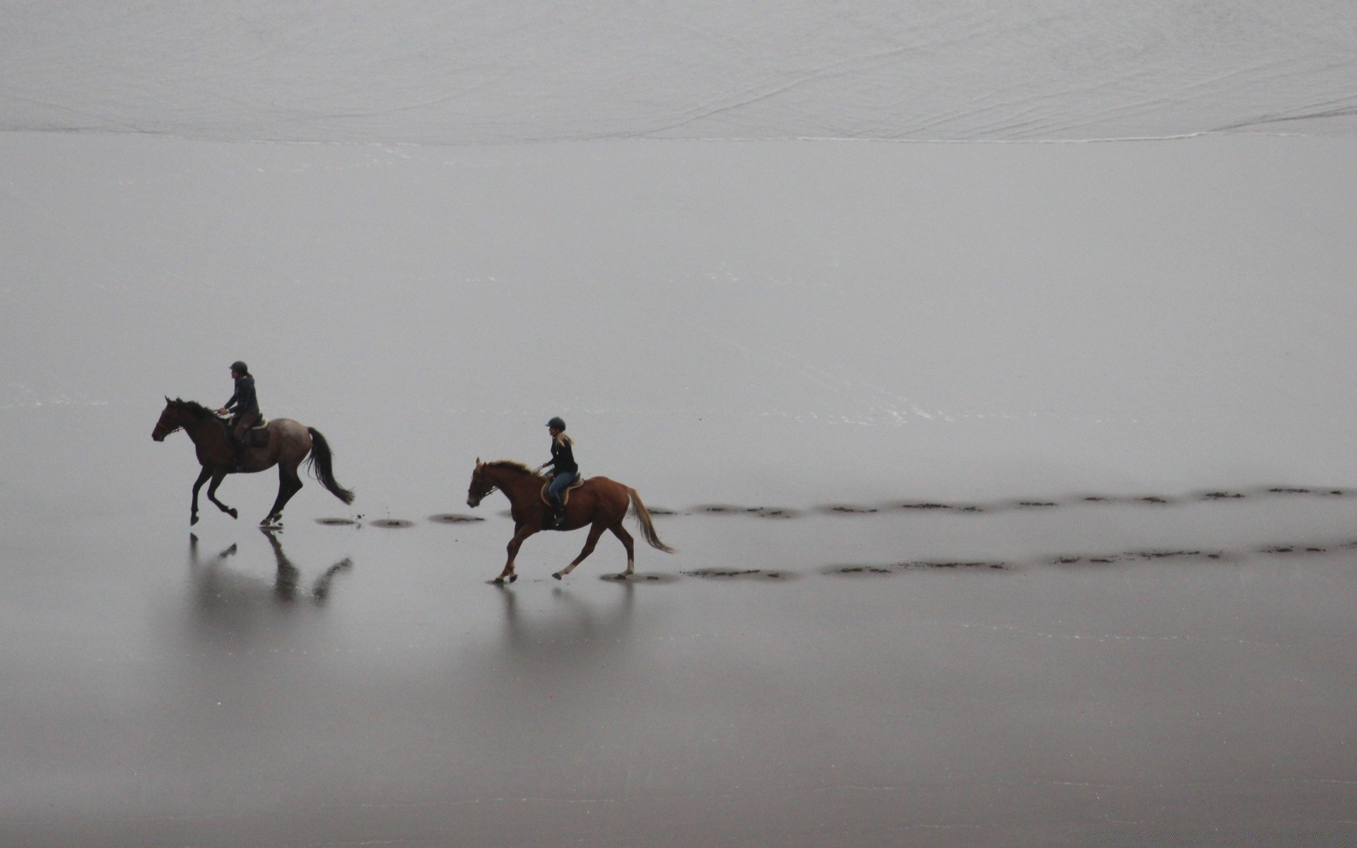 vintage mamífero caballería caballo movimiento agua playa carreras luz del día pájaro acción reflexión paisaje competencia vida silvestre mar puesta de sol invierno date prisa