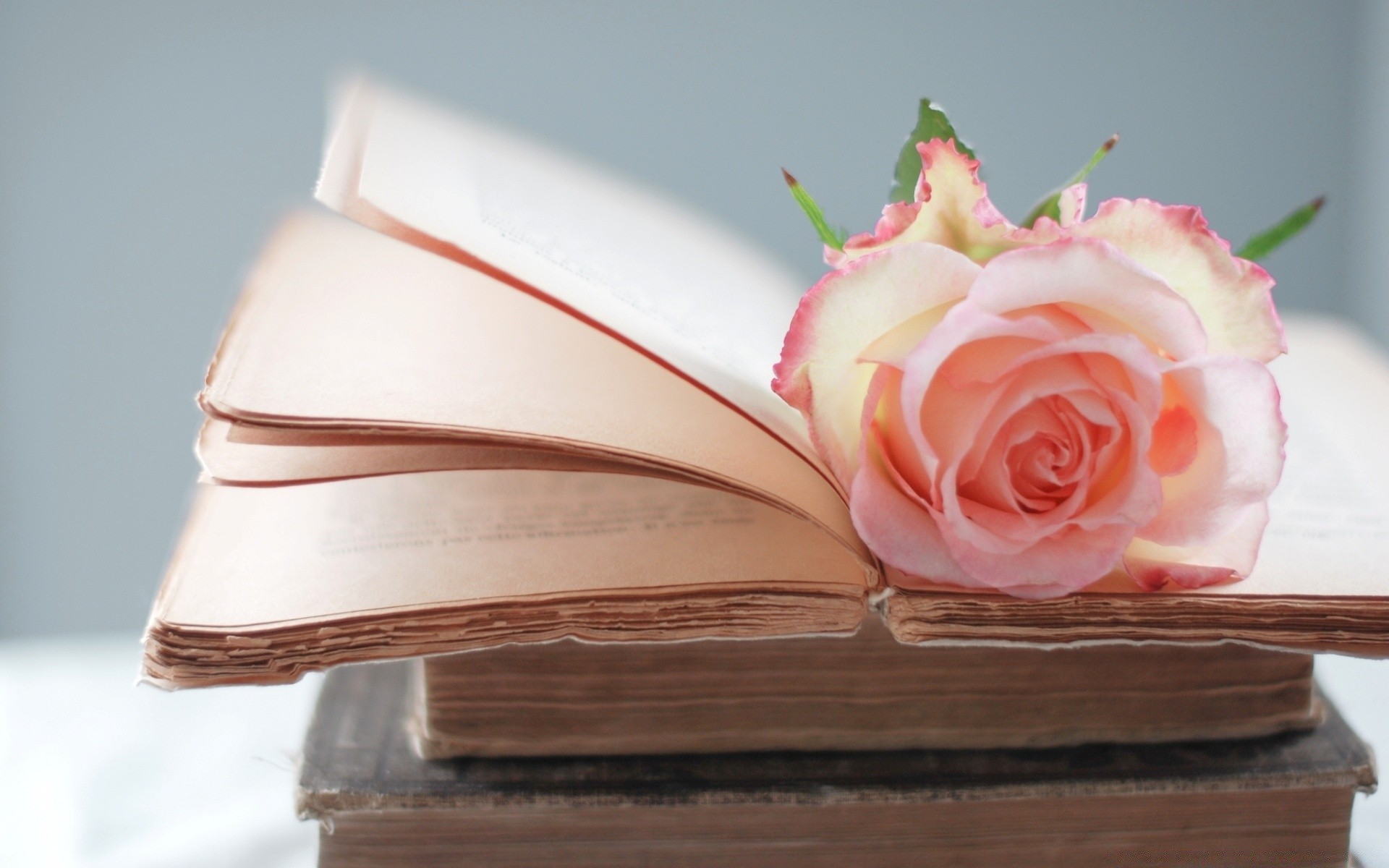 A romantic rose lies in an open book wallpaper