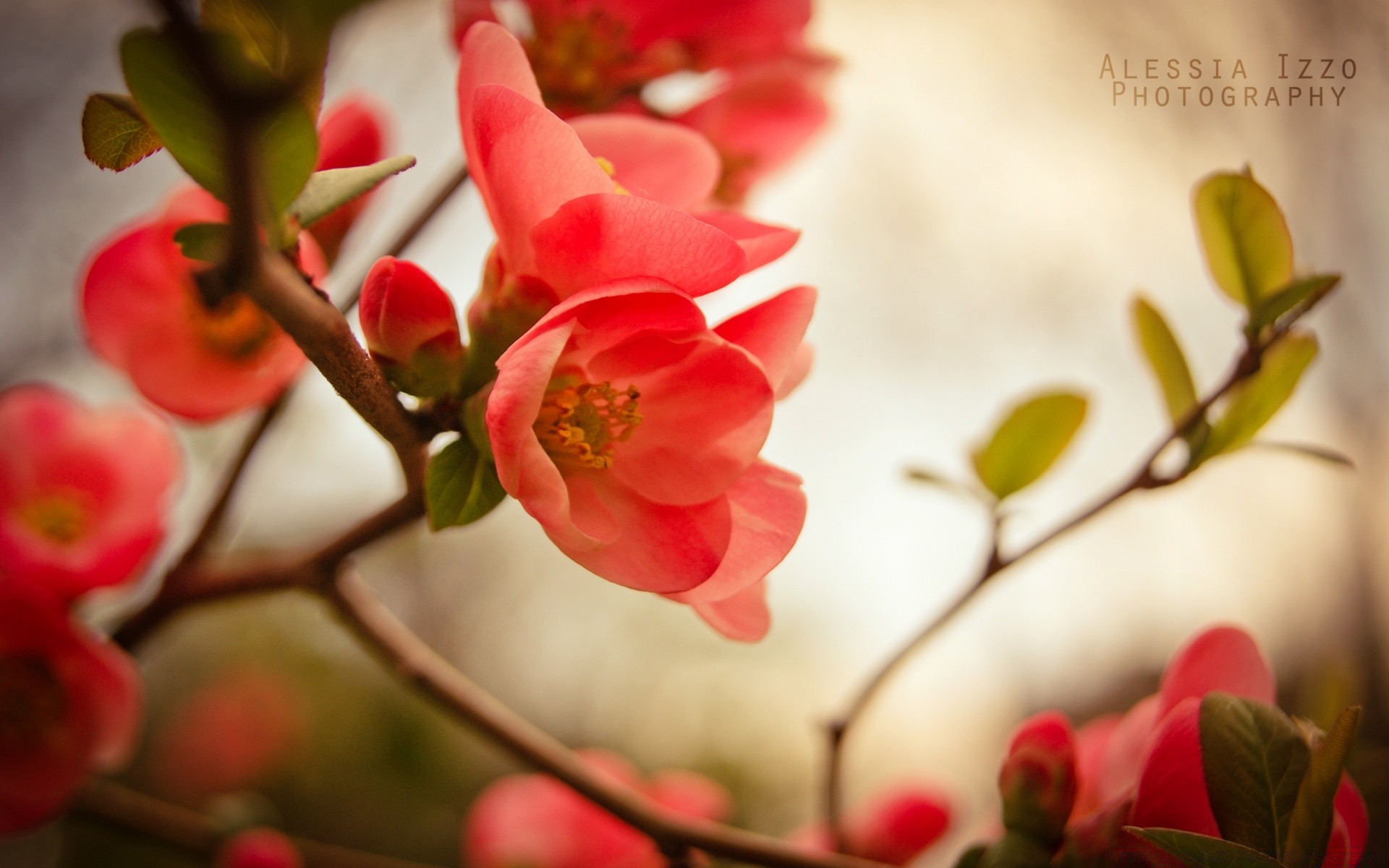 vintage natura fiore foglia ramo albero sfocatura flora inverno rosa all aperto giardino crescita amore