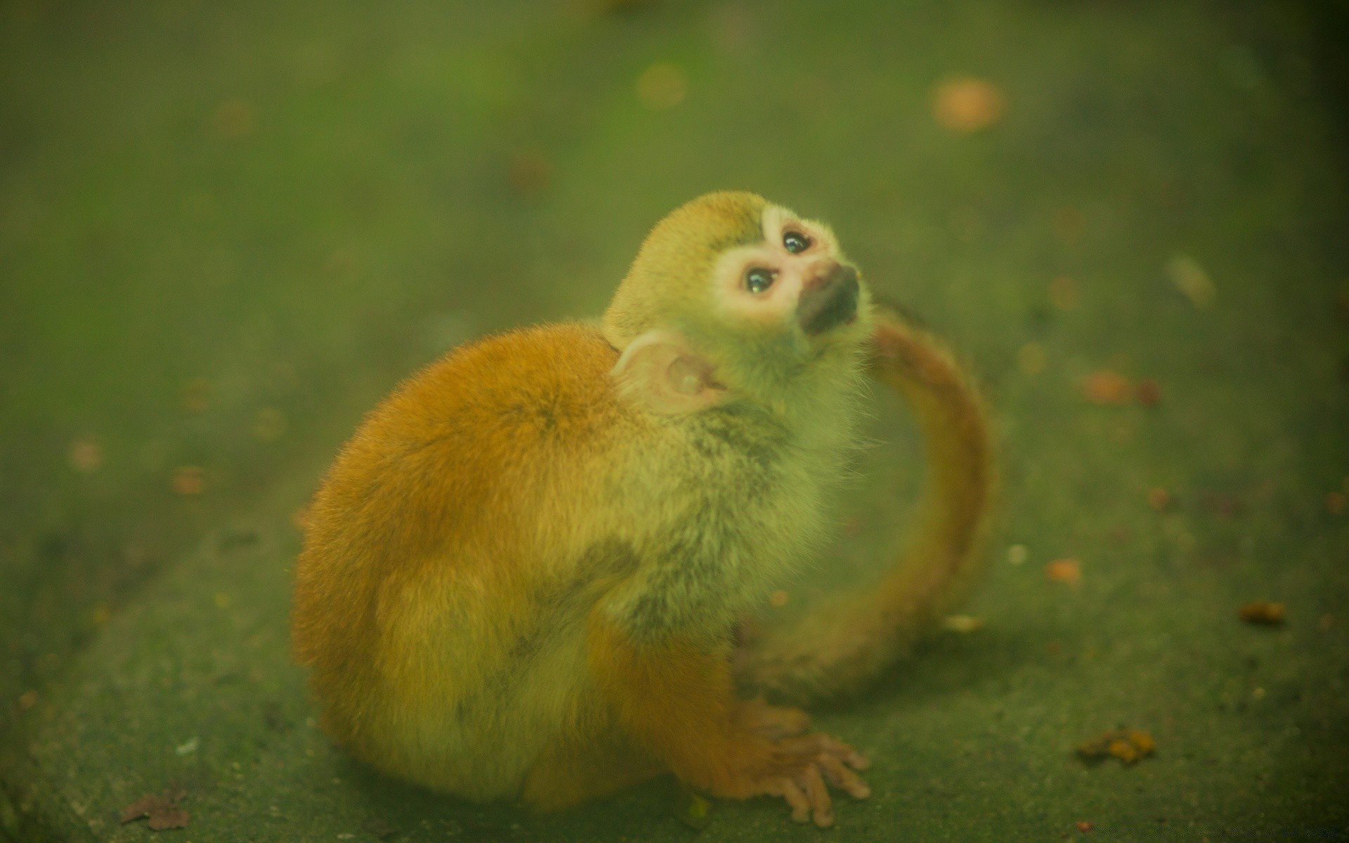 jahrgang tierwelt säugetier niedlich im freien tier wenig zoo natur porträt ein