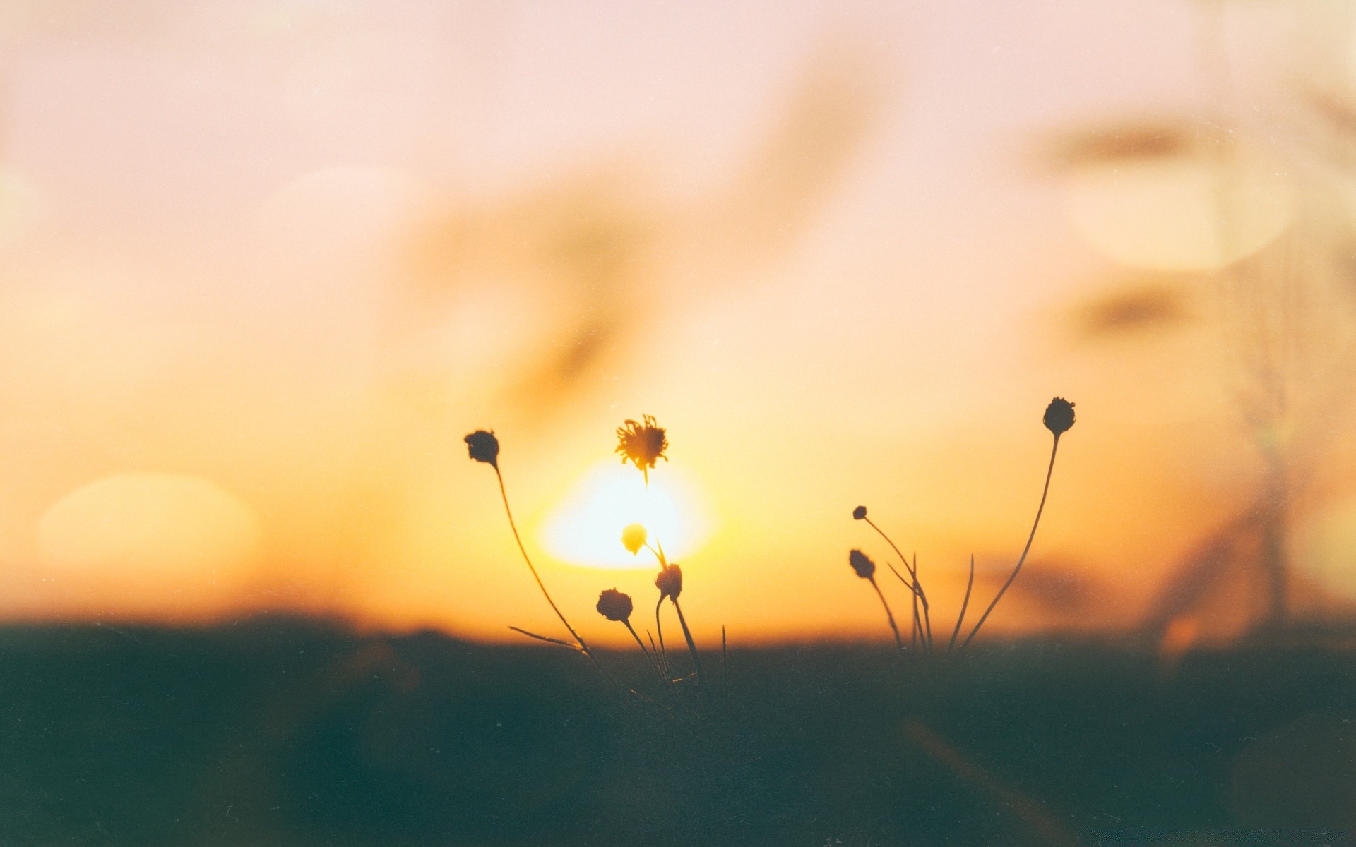 jahrgang unschärfe sonnenuntergang sonne dof fokus natur blume landschaft abstrakt dämmerung licht farbe gutes wetter insekt