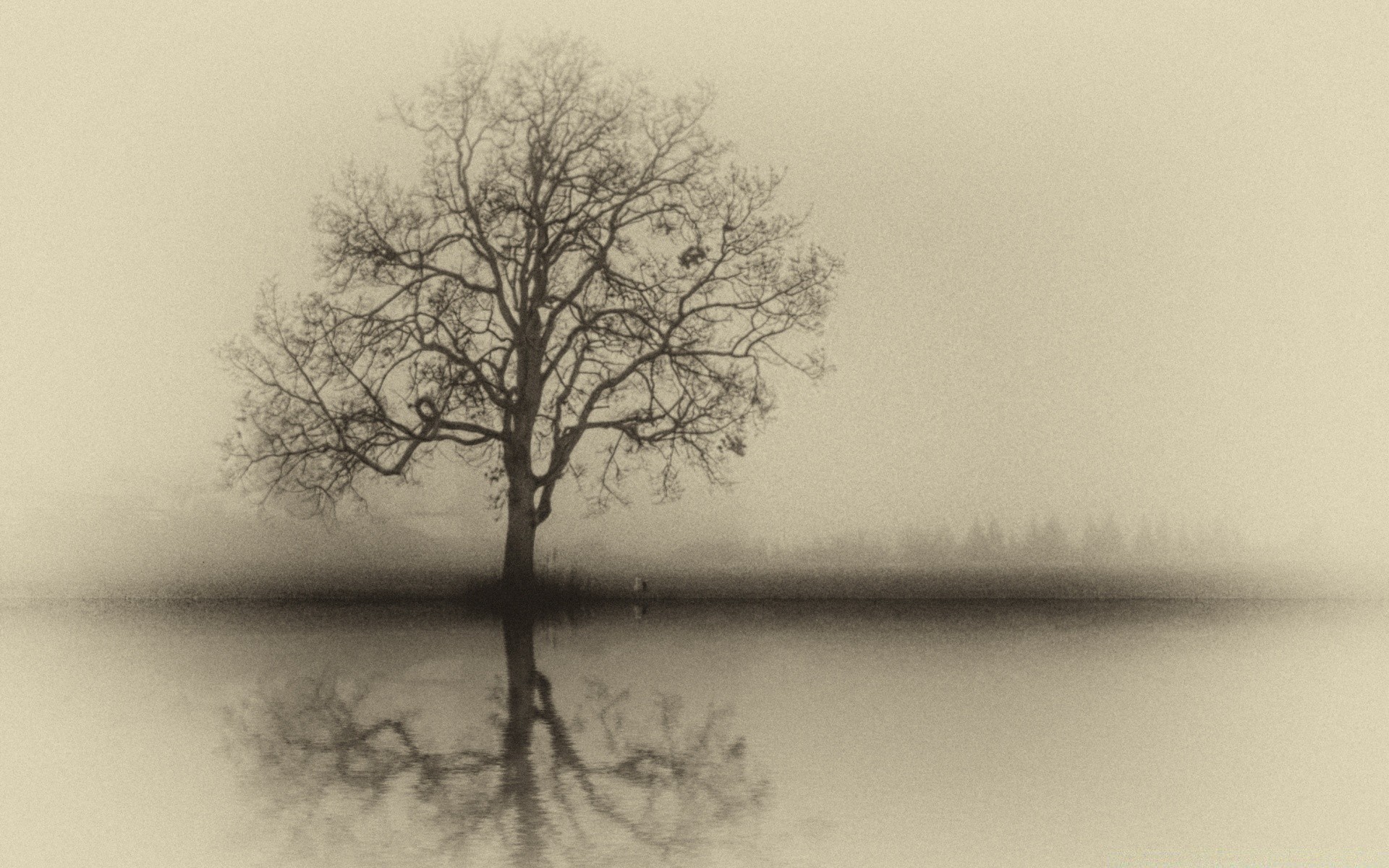 vintage niebla árbol paisaje niebla madera solo naturaleza roble rama tiempo amanecer silueta invierno soledad