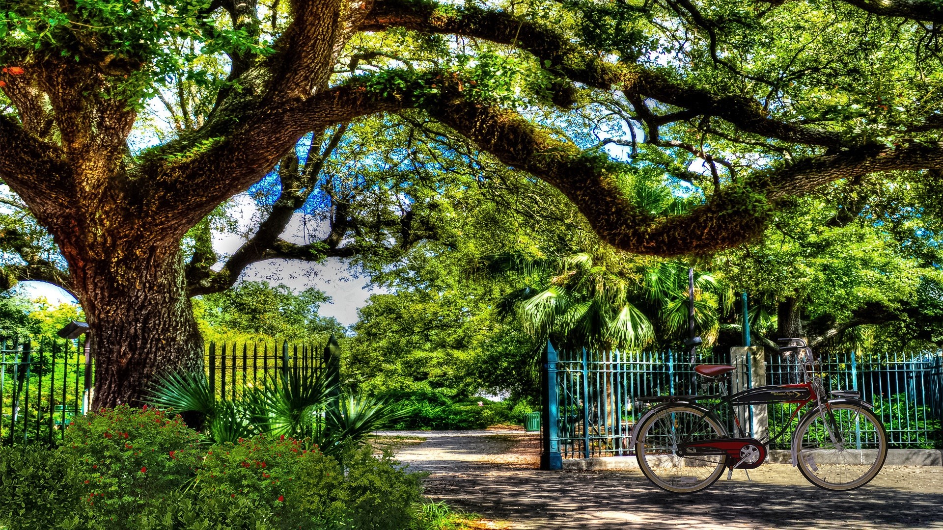 vintage tree wood leaf nature garden park flora summer outdoors old grass travel landscape guidance environment