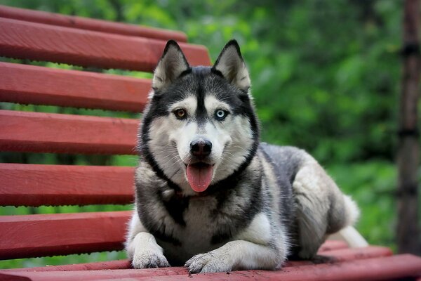 A dog with different eyes and a protruding tongue is lying on a bench