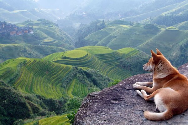 The dog looks at the green meadows