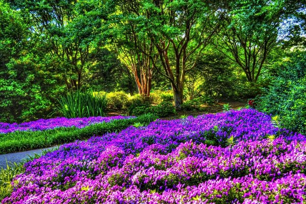 Park z fioletowymi kwiatami i drzewami