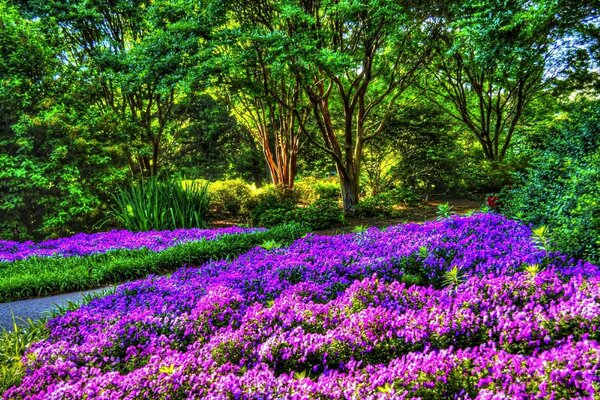 Parque com flores roxas e árvores