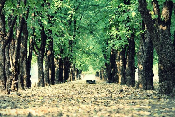 Green alley of trees, sunny alley