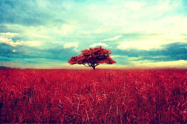 A lonely tree in the red grass