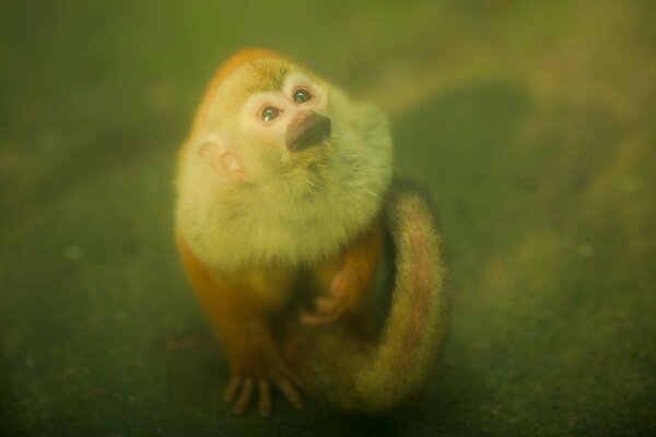 O pequeno macaco congelou em espanto.