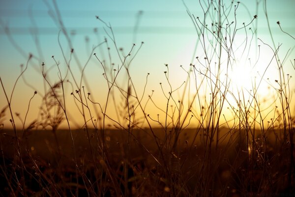 Puesta de sol, en un campo de hierba