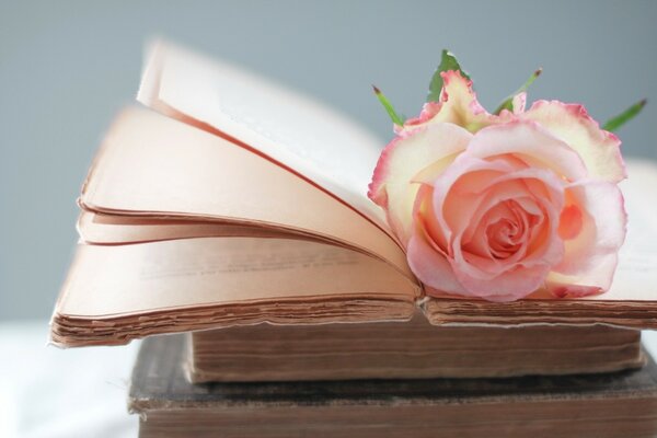 Une rose romantique se trouve dans un livre ouvert