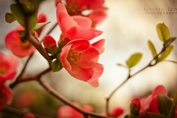 Pink delicate flower on a tree