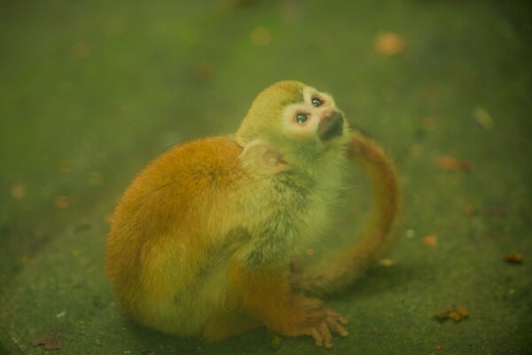 Vida selvagem, pequeno macaco