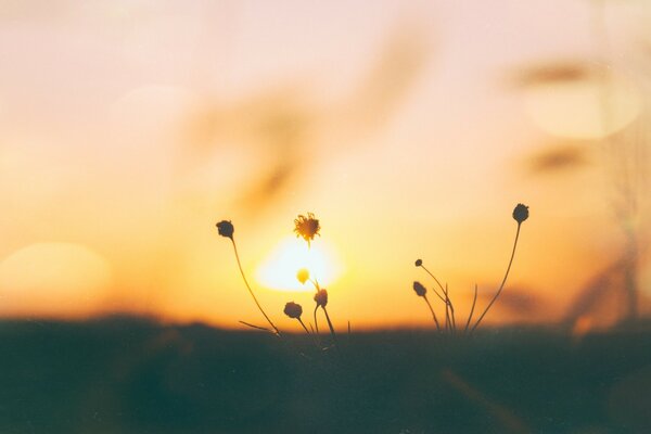 Flores silvestres à luz do pôr do sol