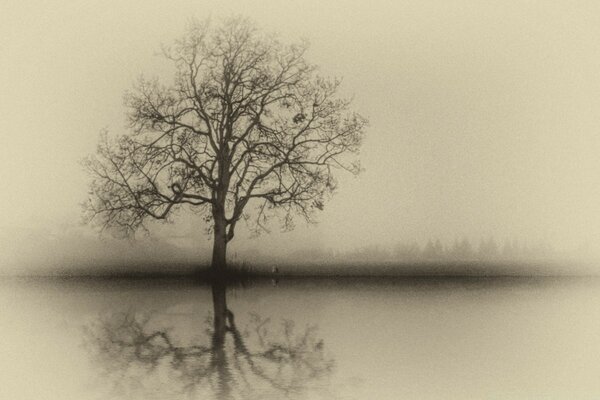 Un árbol solitario en la niebla, una versión clásica en blanco y negro