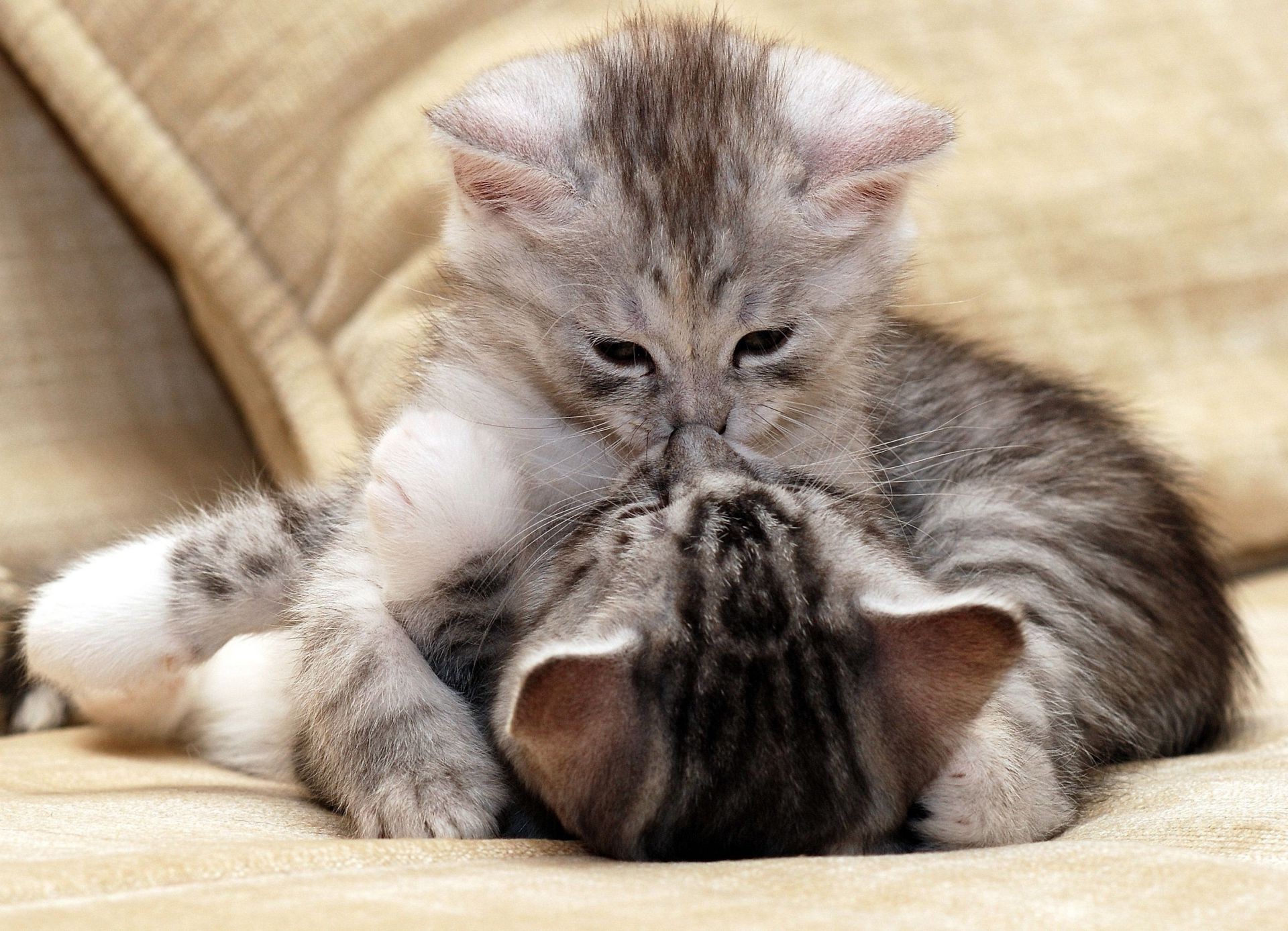 gatos gato animal fofa mamífero gatinho doméstico animal de estimação pele para baixo pequeno bebê adorável retrato sono fofo sentar jovem tabby olho