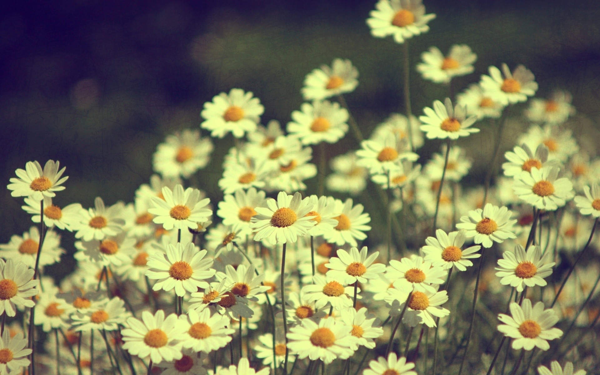 vintage flower nature flora summer floral color bright field growth blooming leaf petal chamomile garden beautiful season fair weather close-up hayfield