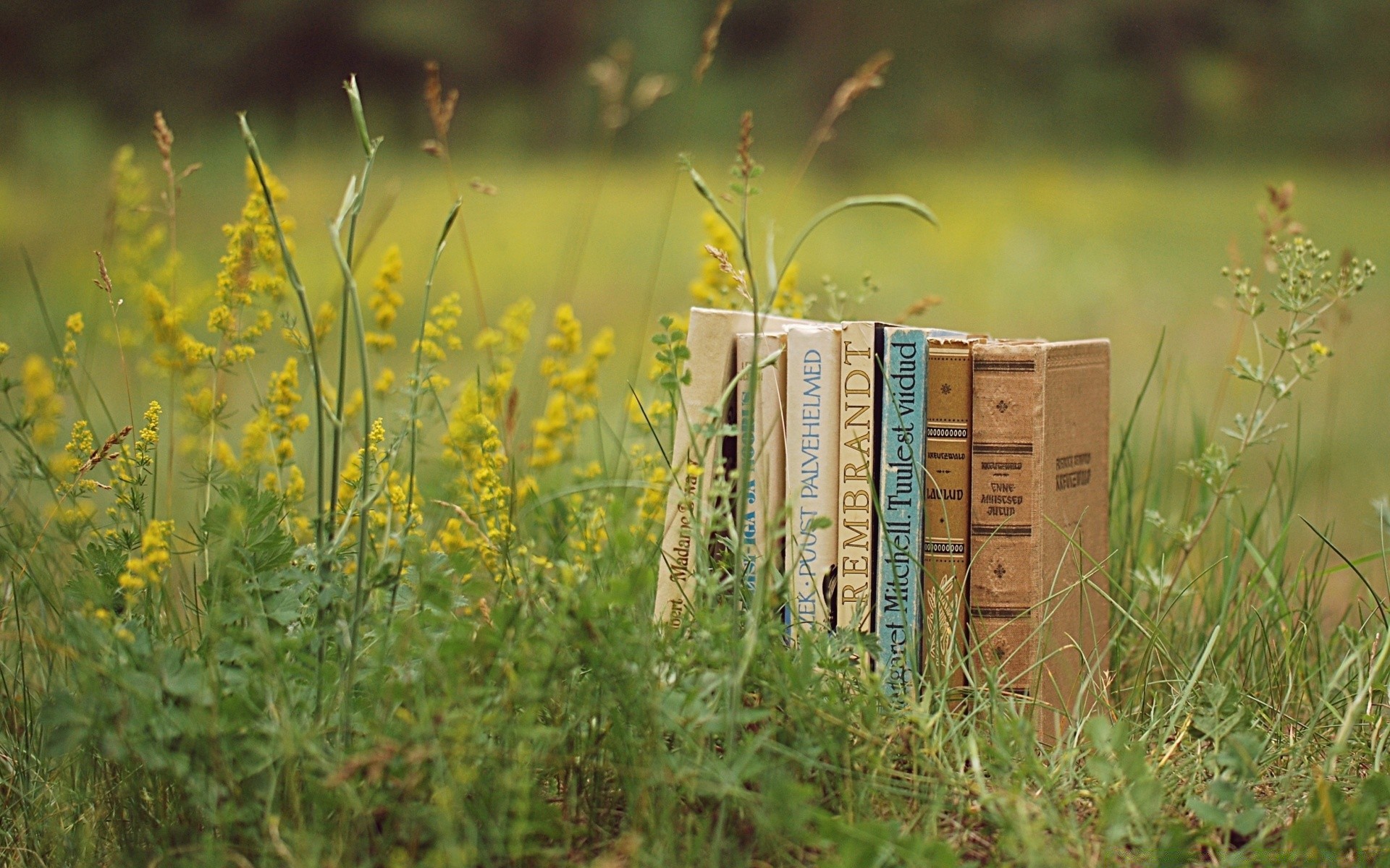 vintage nature grass outdoors summer wood rural growth agriculture field landscape flower leaf fair weather flora