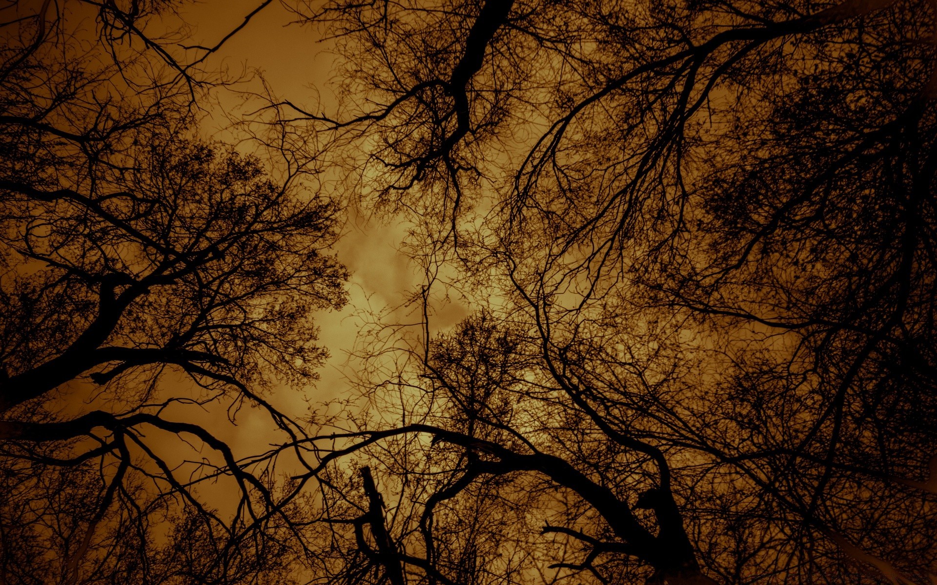 jahrgang holz dämmerung herbst holz winter zweig natur landschaft silhouette nebel hintergrundbeleuchtung nebel sonne ein sonnenuntergang blatt gutes wetter moody abend