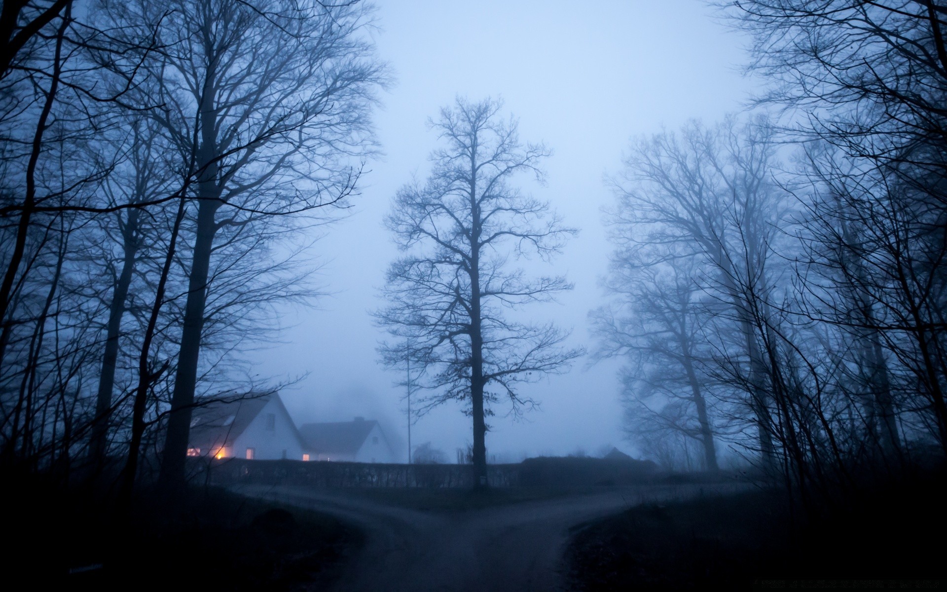 vintage fog tree landscape winter mist wood snow dawn weather nature cold scenic fall park frost light environment