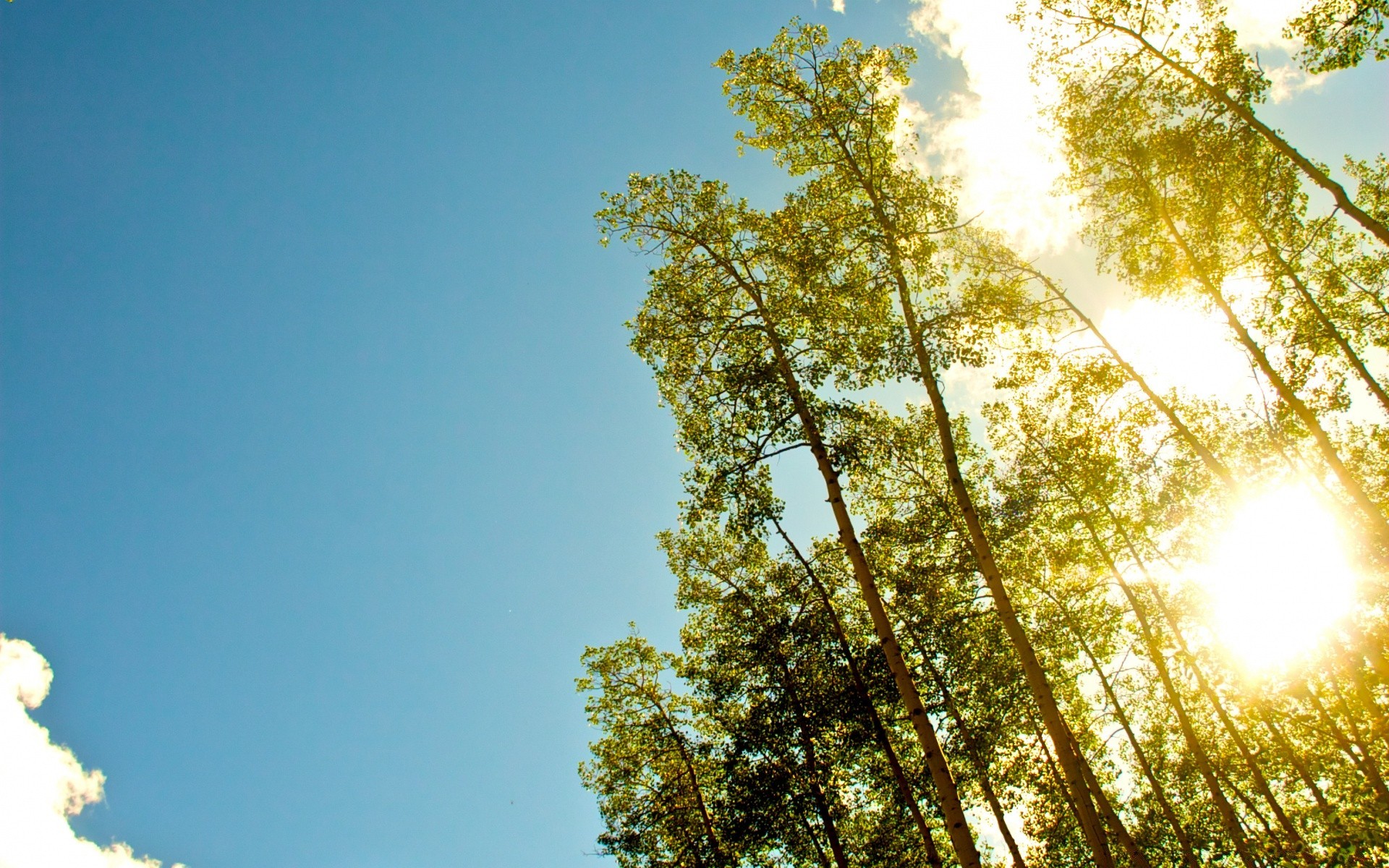 vintage natura dobra pogoda słońce drewno drzewo jasny krajobraz na zewnątrz liść niebo lato sunbeam sezon środa świt park wieś oddział