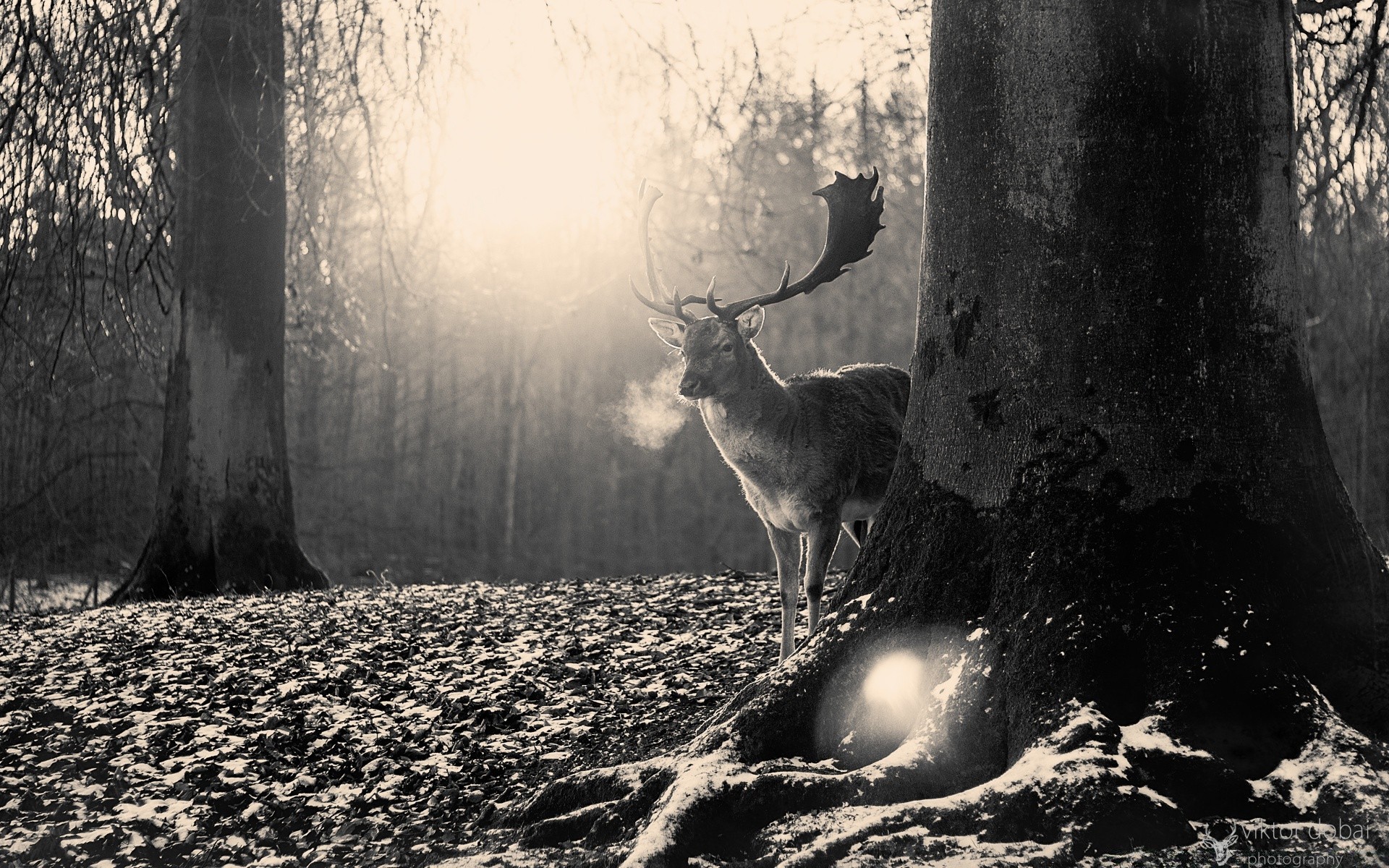 vintage deer wood monochrome nature tree dawn mammal fall park fog one outdoors landscape