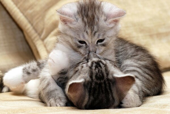 Cute kittens kissing