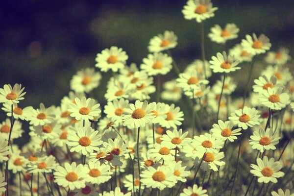 Daisies in the field in summer bokeh in the photo