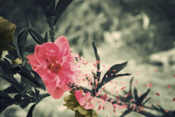 Blütenblätter fliegen von einer rosa Blume