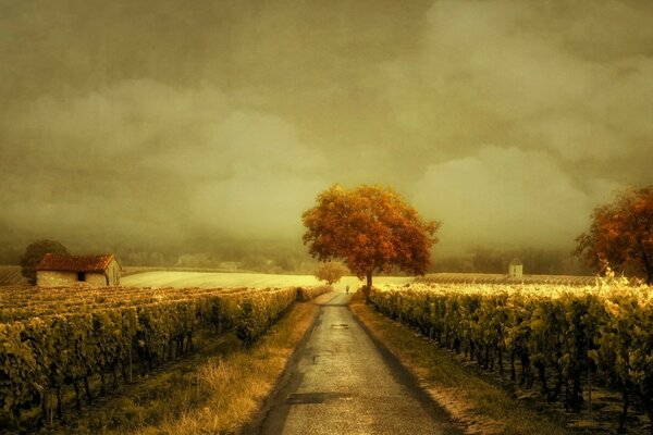 Autumn landscape fields and farm