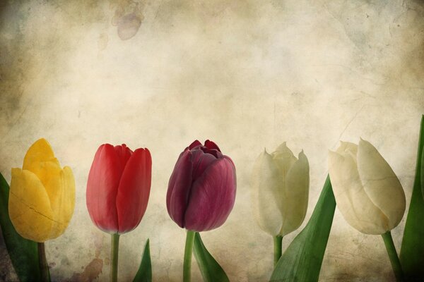 Tulipes. Nature. Vintage. Fleur