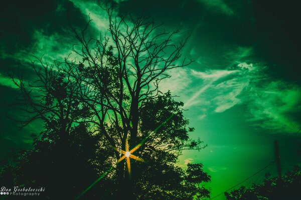 Naturaleza en tonos verdes por la noche