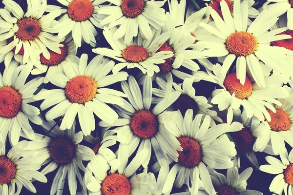 Vintage bouquet of white daisies