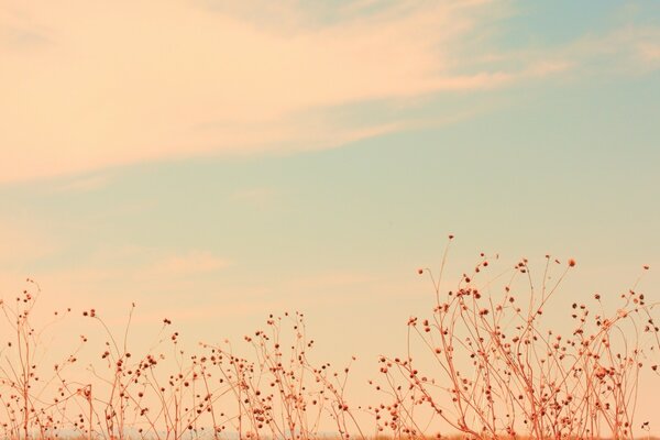 Himmel blaue Blumen im Feld das Wetter ist gut