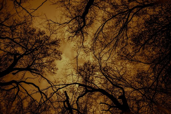 在灰色的秋日落日下睡着的树