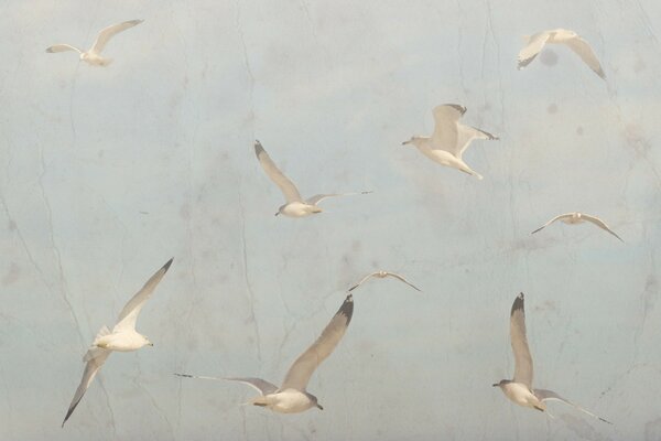 Oiseaux blancs volent dans le ciel blanc