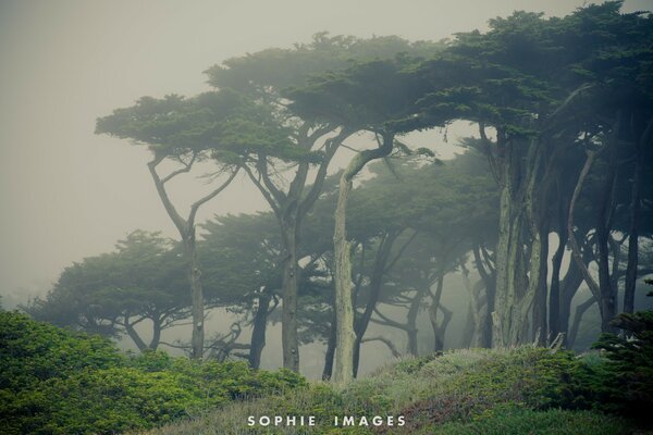 Árboles centenarios por la mañana en la niebla