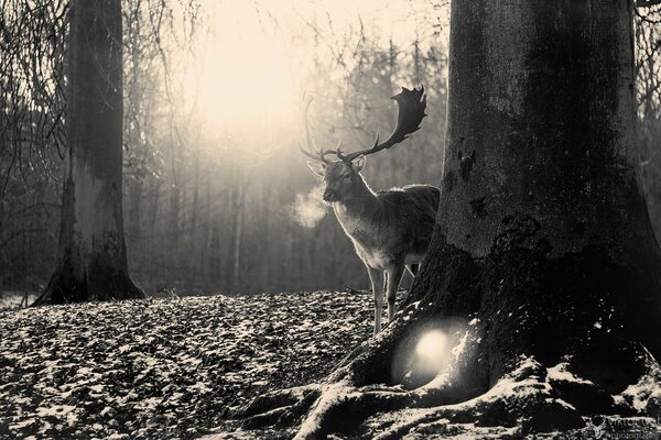 A proud deer in the forest on a frosty morning