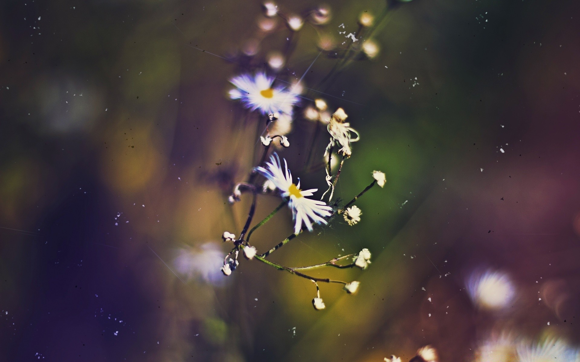 vintage nature flower blur desktop outdoors color bright summer