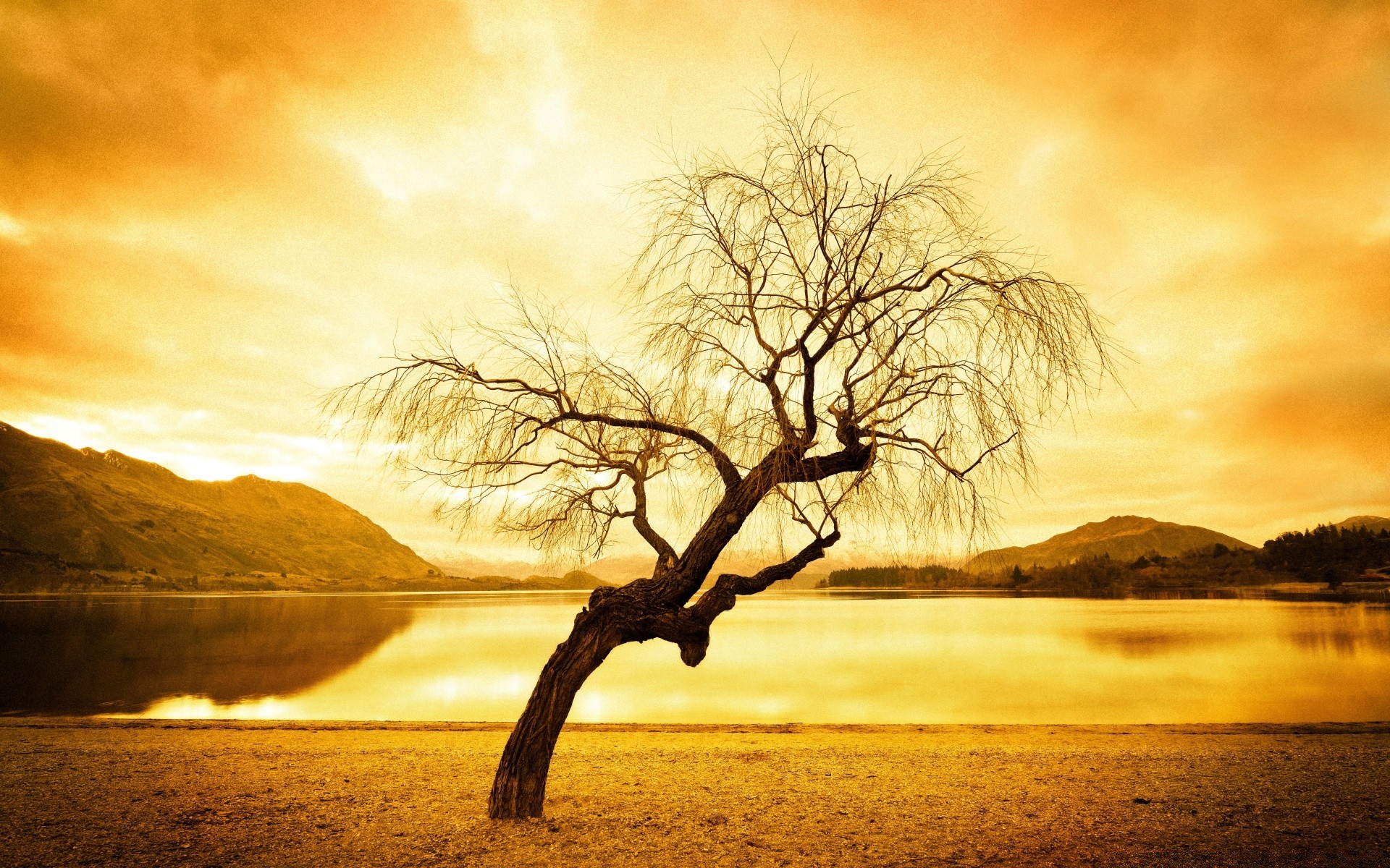 vintage sunset dawn landscape tree sun nature evening sky fog silhouette lake dusk wood mist fall water light