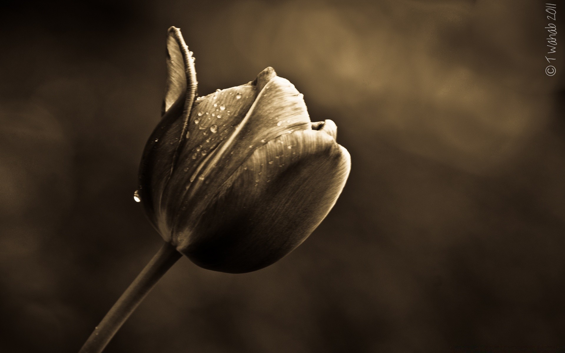 vintage naturaleza naturaleza muerta flor desenfoque al aire libre dof luz tulipán monocromo luz del día hoja invierno