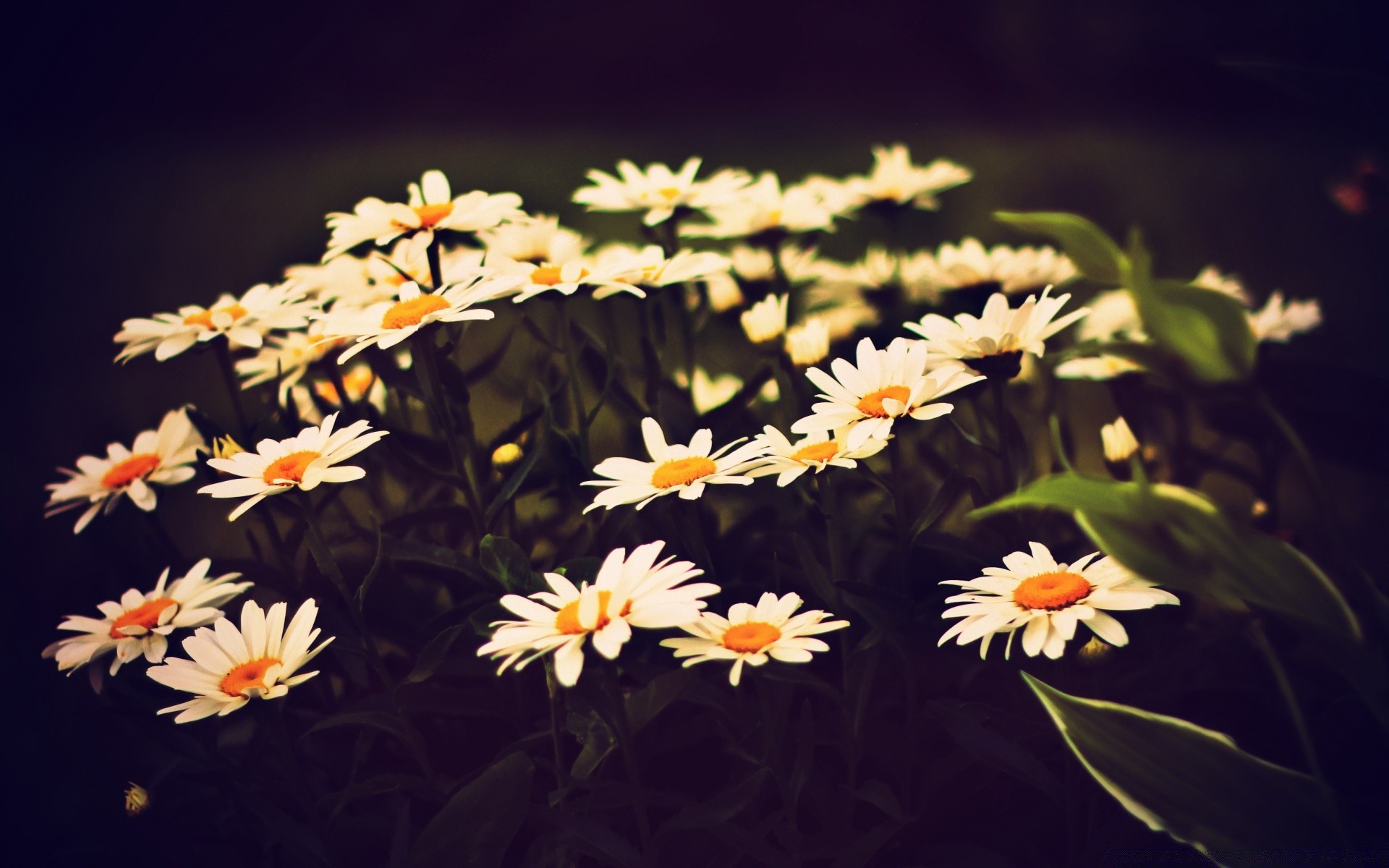 vintage çiçek flora doğa bahçe petal çiçek yaprak renk yaz çiçek açan yakın çekim büyüme parlak sezon