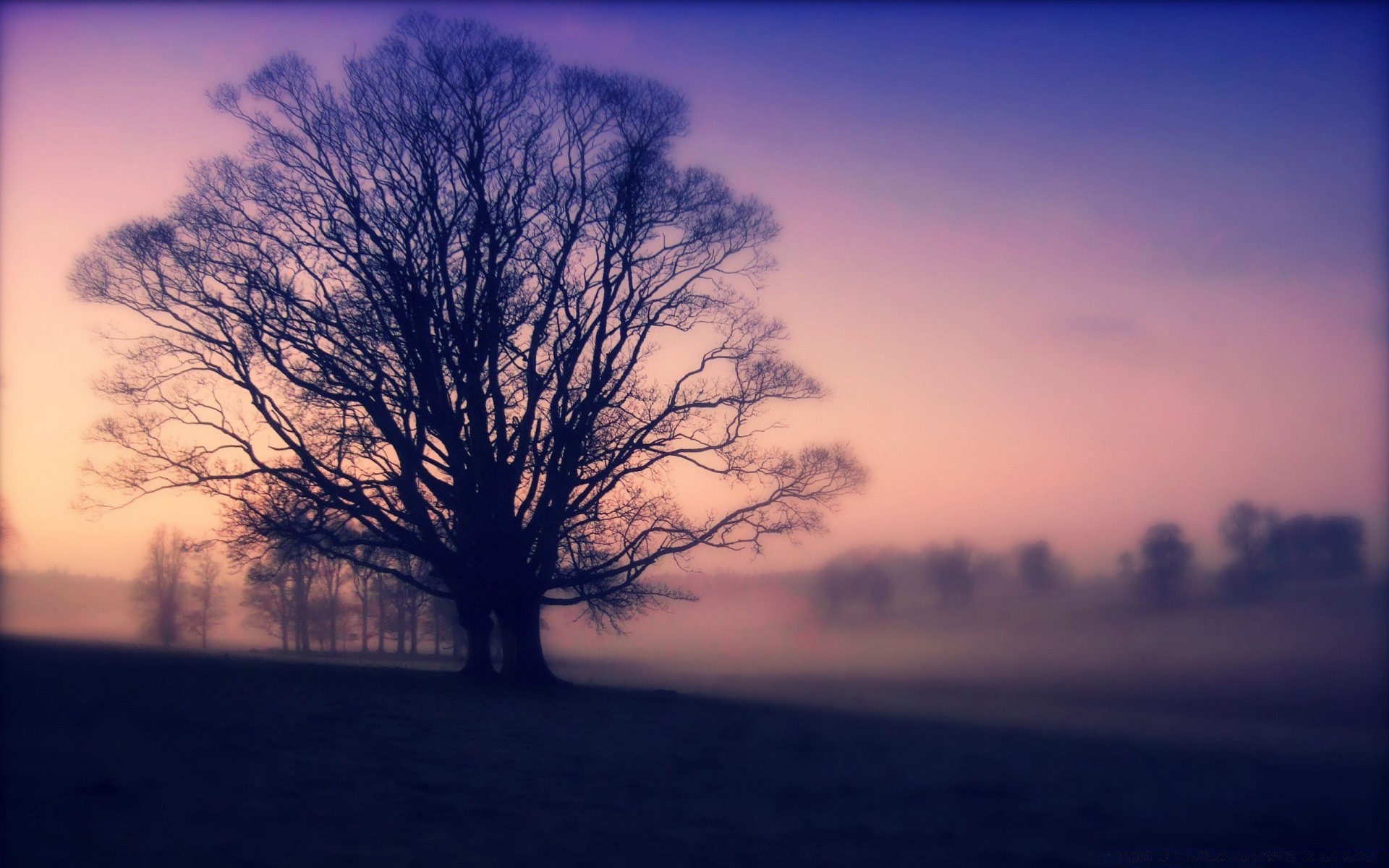 vintage bois paysage aube brouillard coucher du soleil nature brouillard rétro-éclairé bois soleil soir hiver ciel unique silhouette automne météo