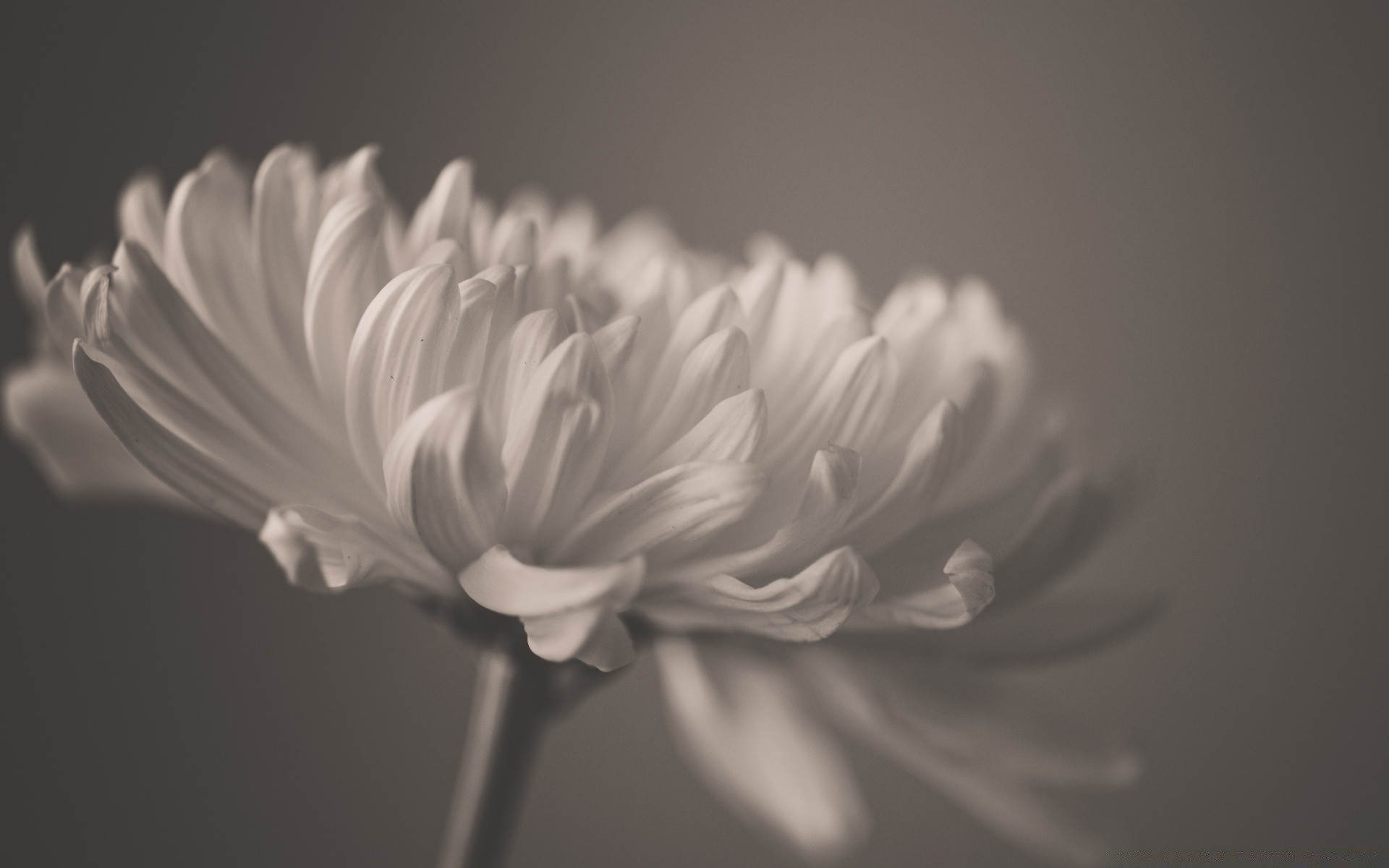 vintage flower monochrome nature flora leaf petal bud garden summer black and white blooming dof color beautiful floral delicate