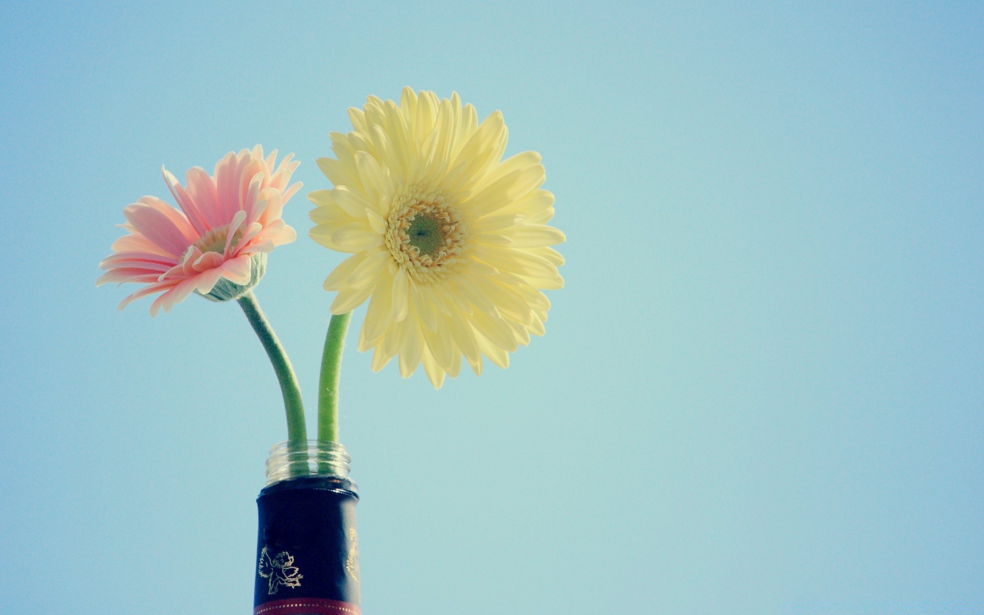 jahrgang natur blume sommer flora hell blatt wachstum farbe