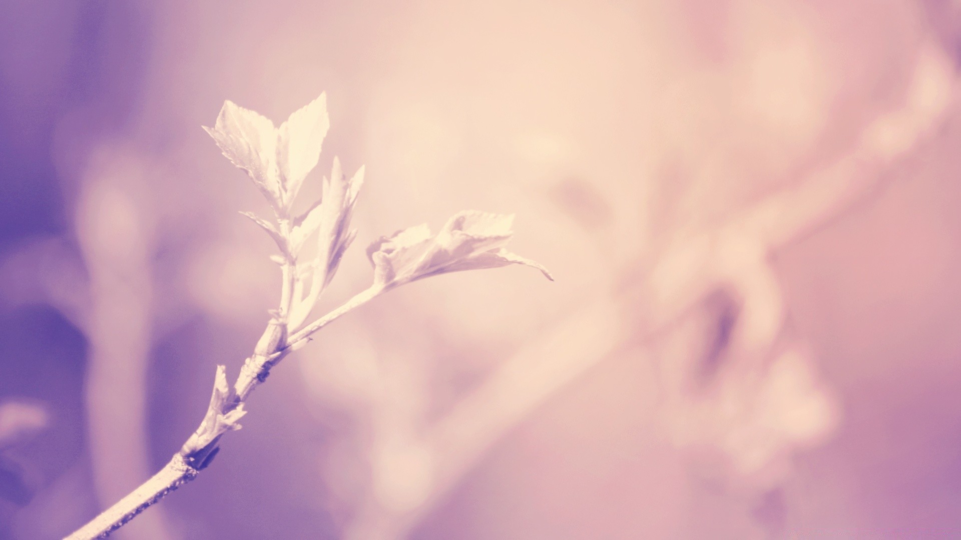 jahrgang natur blume flora blatt unschärfe sommer dof höhe sonne gutes wetter im freien