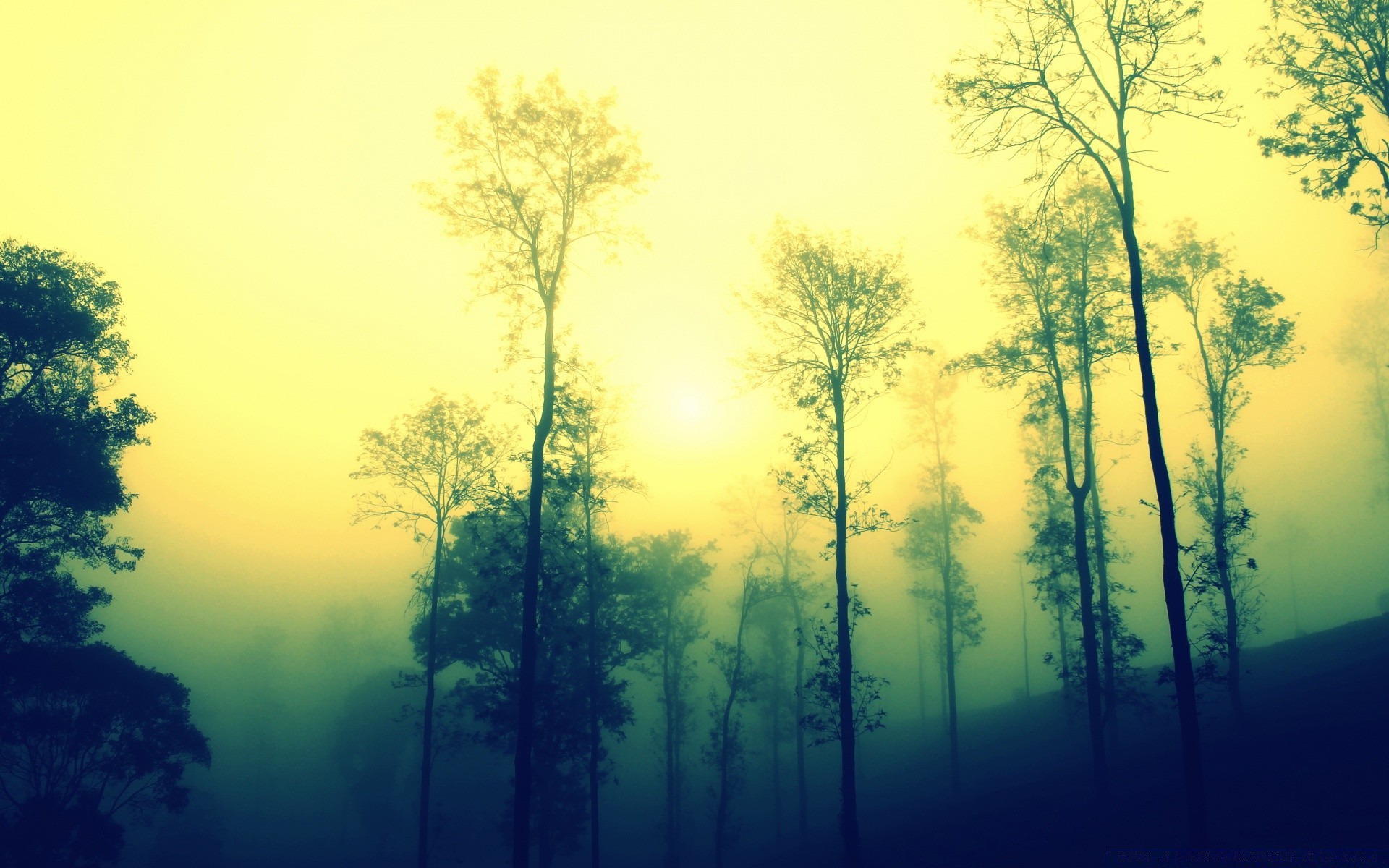 vintage paesaggio albero nebbia alba nebbia legno natura illuminato ambiente meteo scenic