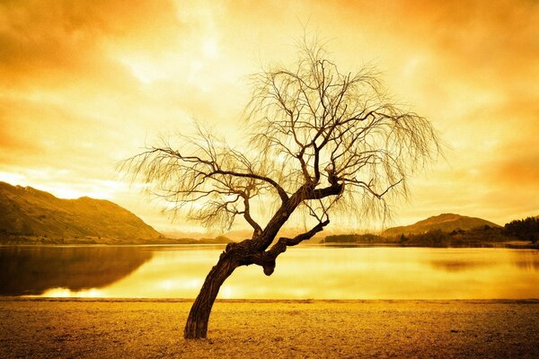 Tree and sunset, laughter through tears